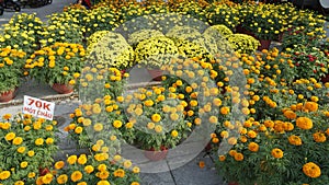 colorful flowers in the streets of phu quoc