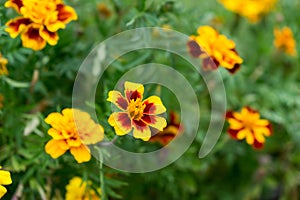 Colorful flowers during summer. Slovakia