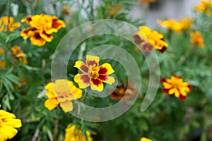 Colorful flowers during summer. Slovakia