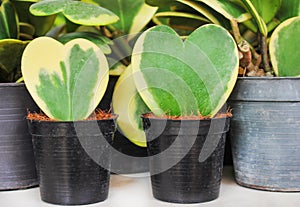 Colorful flowers sweetheart hoya natural patterns , Pot ornamental plant or Hoya kerrii Craib in black pot with coconut fiber