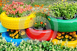 The colorful flowers and tire pots