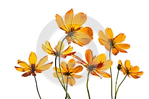 Colorful flowers transparent on isolated white background, vibrant color photo