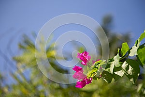 Colorful flowers on a tree with green leaves