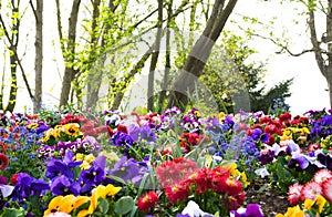 Colorful flowers and trees