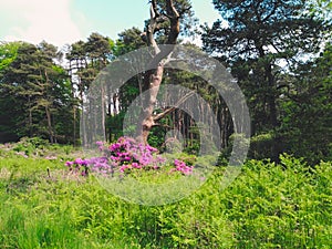 Colorful flowers and trees in a park