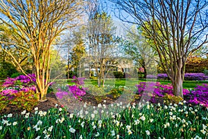 Colorful flowers and trees at Sherwood Gardens Park in Guilford, Baltimore, Maryland