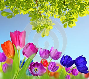 Colorful flowers tulip and branch of chestnut tree.