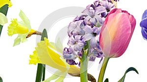 Colorful flowers, tulip, daffodil, hyacinth, anemone in motion on white background