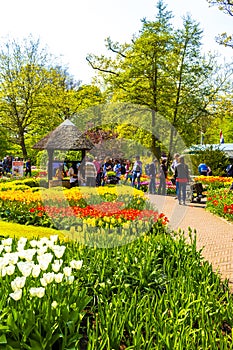 Colorful flowers tulips daffodils in Keukenhof park Lisse Holland Netherlands