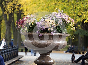 Colorful flowers in an urn in Central Park Manhattan photo