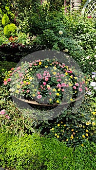 Colorful flowers vally with green plants