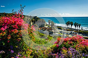 Colorful flowers and view of San Clemente State Beach
