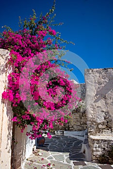 Colorful flowers in a village street on the Greek island of Sikinos
