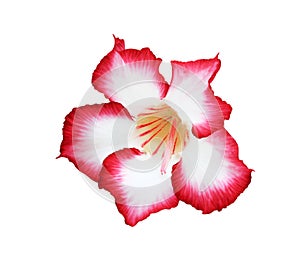 Colorful flowers white desert rose with red  edge pattern or adenium blooming isolated on white background with clipping path
