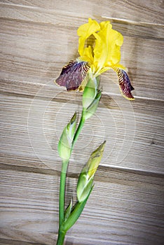 Colorful flowers on wooden background- colorful iris flower