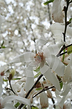Colorful flowers, world gardens. Magnolia.