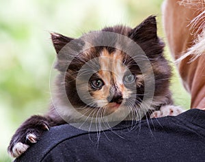 A colorful fluffy kitten on the shoulder of a blonde