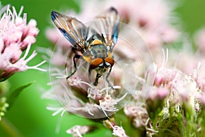 Colorful fly close-up