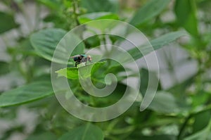 Colorful fly in the garden