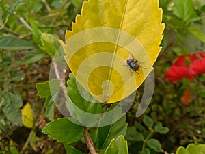 Colorful fly sitting in a leaf spring season photography nature background, small insects wings, eyes and legs