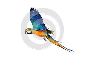 Colorful flying Blue and Gold Macaw parrot isolated on white background.