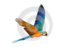 Colorful flying Blue and Gold Macaw parrot isolated on white background.