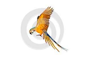 Colorful flying Blue and Gold Macaw parrot isolated on white background.