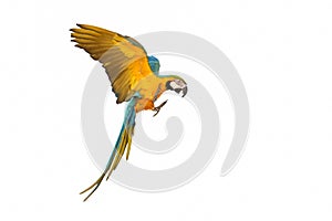 Colorful flying Blue and Gold Macaw parrot isolated on white background.