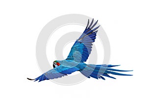 Colorful flying Blue and Gold Macaw parrot isolated on white background.