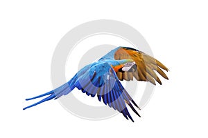 Colorful flying Blue and Gold Macaw parrot isolated on white background.