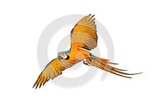 Colorful flying Blue and Gold Macaw parrot isolated on white background.