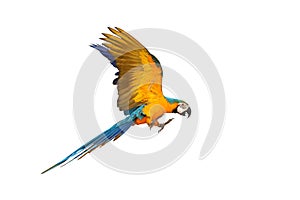 Colorful flying Blue and Gold Macaw parrot isolated on white background.