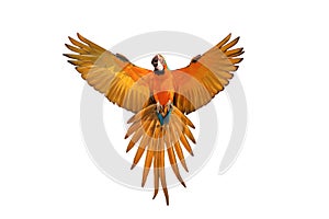 Colorful flying Blue and Gold Macaw parrot isolated on white background.