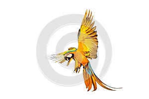 Colorful flying Blue and Gold Macaw parrot isolated on white background.