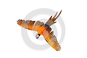 Colorful flying Blue and Gold Macaw parrot isolated on white background.