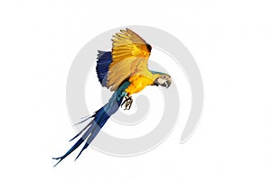 Colorful flying Blue and Gold Macaw parrot isolated on white background.