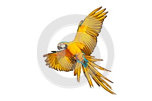 Colorful flying Blue and Gold Macaw parrot isolated on white background.