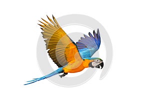 Colorful flying Blue and Gold Macaw parrot isolated on white background.