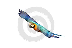 Colorful flying Blue and Gold Macaw parrot isolated on white background.