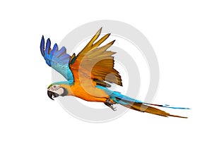 Colorful flying Blue and Gold Macaw parrot isolated on white background.