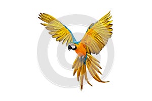 Colorful flying Blue and Gold Macaw parrot isolated on white background.