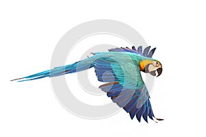 Colorful flying Blue and Gold Macaw parrot isolated on white background.