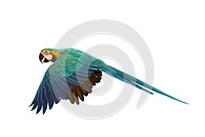 Colorful flying Blue and Gold Macaw parrot isolated on white background.