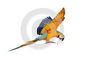 Colorful flying Blue and Gold Macaw parrot isolated on white background.