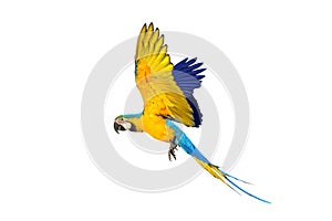 Colorful flying Blue and Gold Macaw parrot isolated on white background.