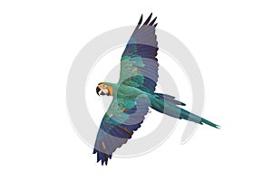 Colorful flying Blue and Gold Macaw parrot isolated on white background.