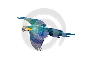 Colorful flying Blue and Gold Macaw parrot isolated on white background.