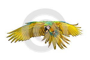 Colorful flying Buff Gold? Macaw parrot isolated on white background.