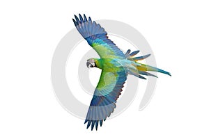 Colorful flying Buff Gold? Macaw parrot isolated on white background.