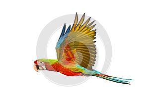 Colorful flying Buffwing Macaw parrot isolated on white background.